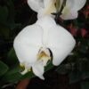 Pgds 20080312 161159 White Orchid Single Bloom