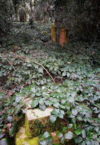 Overgrown area covered with Ivy Old Barnes Cemetery