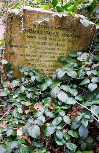 Headstone Thomas Payne Maynard Susan Annie Maynard covered in ivy Old Barnes Cemetery