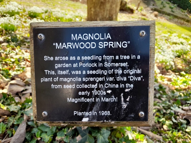 Marwood Magnolia plaque