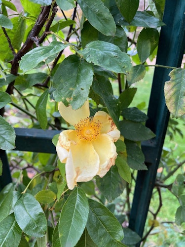 Yellow rose Daisy Hill Nursery