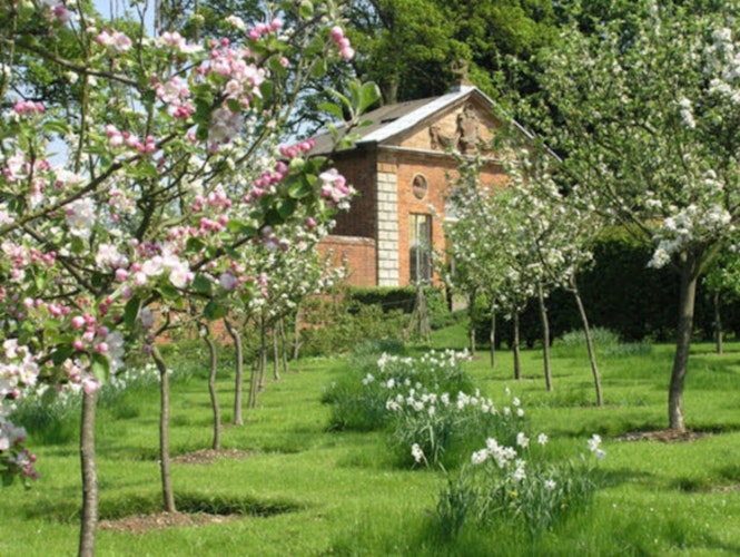 Castle bromwich apple blossom large