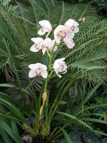 Pgds 20080312 161806 White Orchid 2