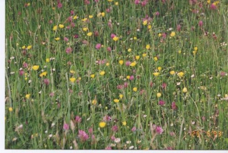 Pgds 20081127 213318 Erddig Clwyd Wales   1993  Wildflower Meadow