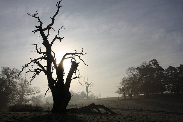 Pgds 20140905 201909 Silhouetted Tree In Ickworth Park   Geograph Org Uk   638770