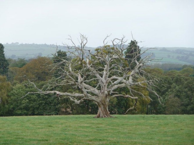 Pgds 20140915 152750 Naked Tree In Oakly Park Pastureland   Geograph Org Uk   1550065
