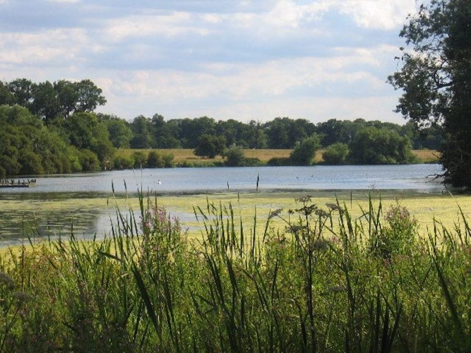Pgds 20150520 075236 Coombe Abbey Country Park Heronry   Geograph Org Uk   34699